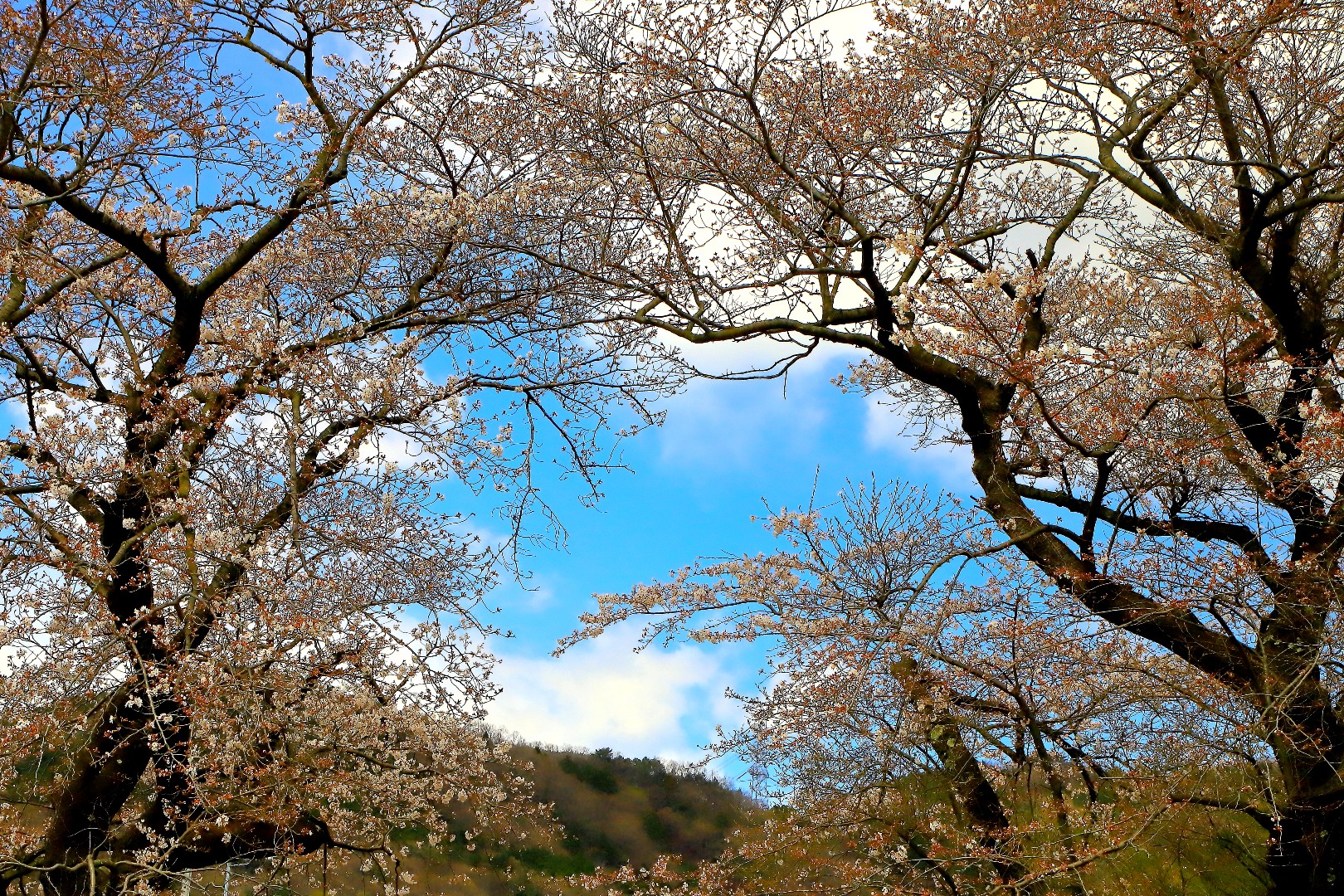 春の訪れ