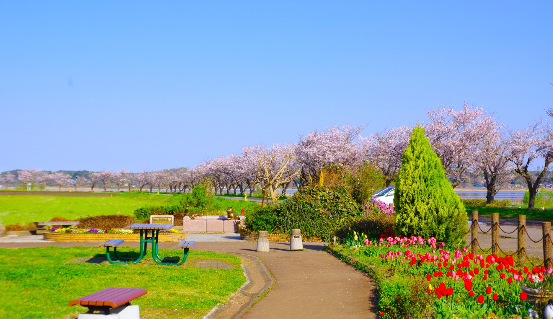 佐倉桜ロード