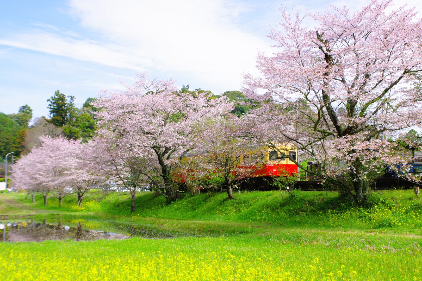 お花見、ローカル線に乗って