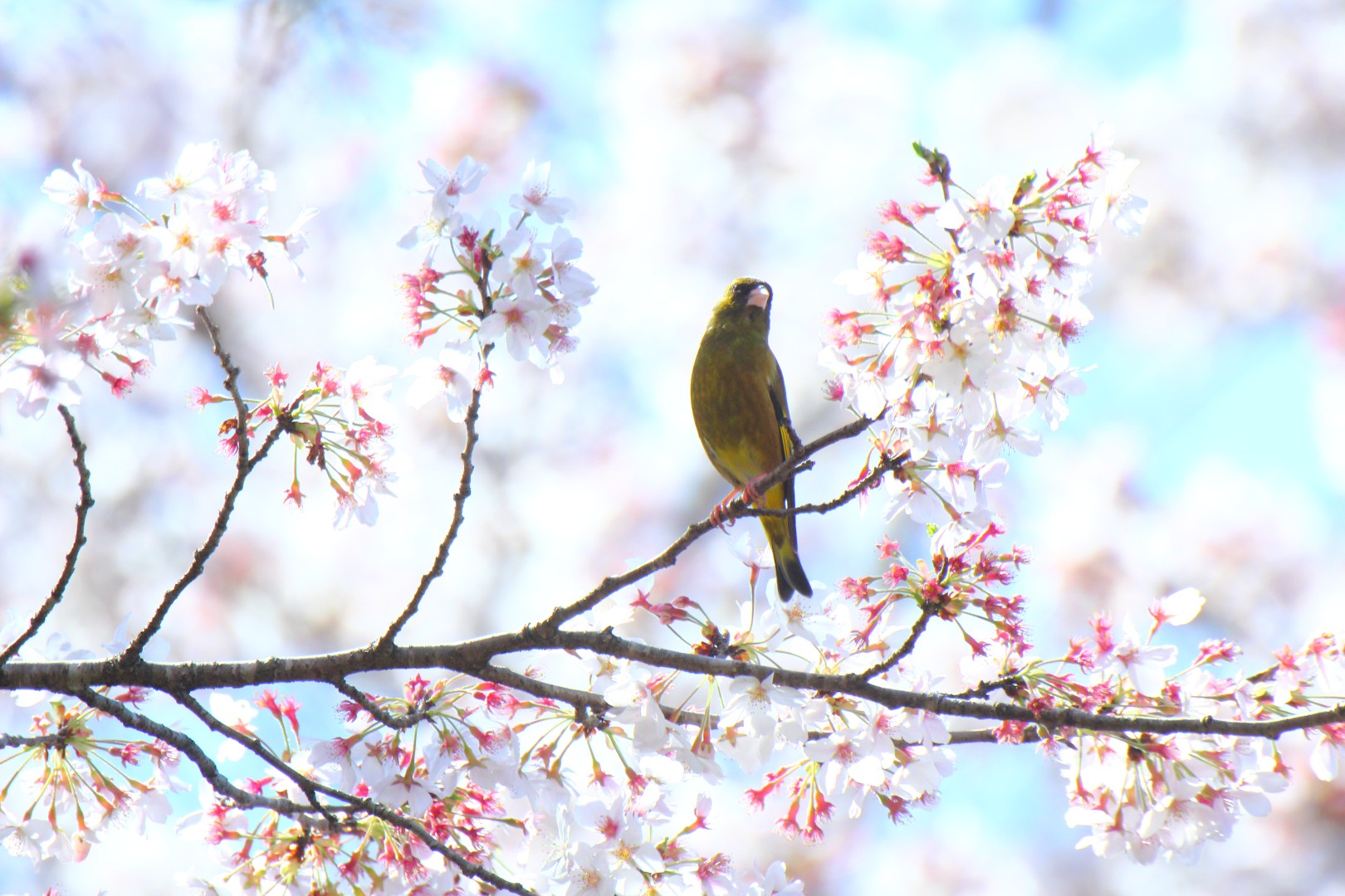 桜にちょこんとカワラヒワ