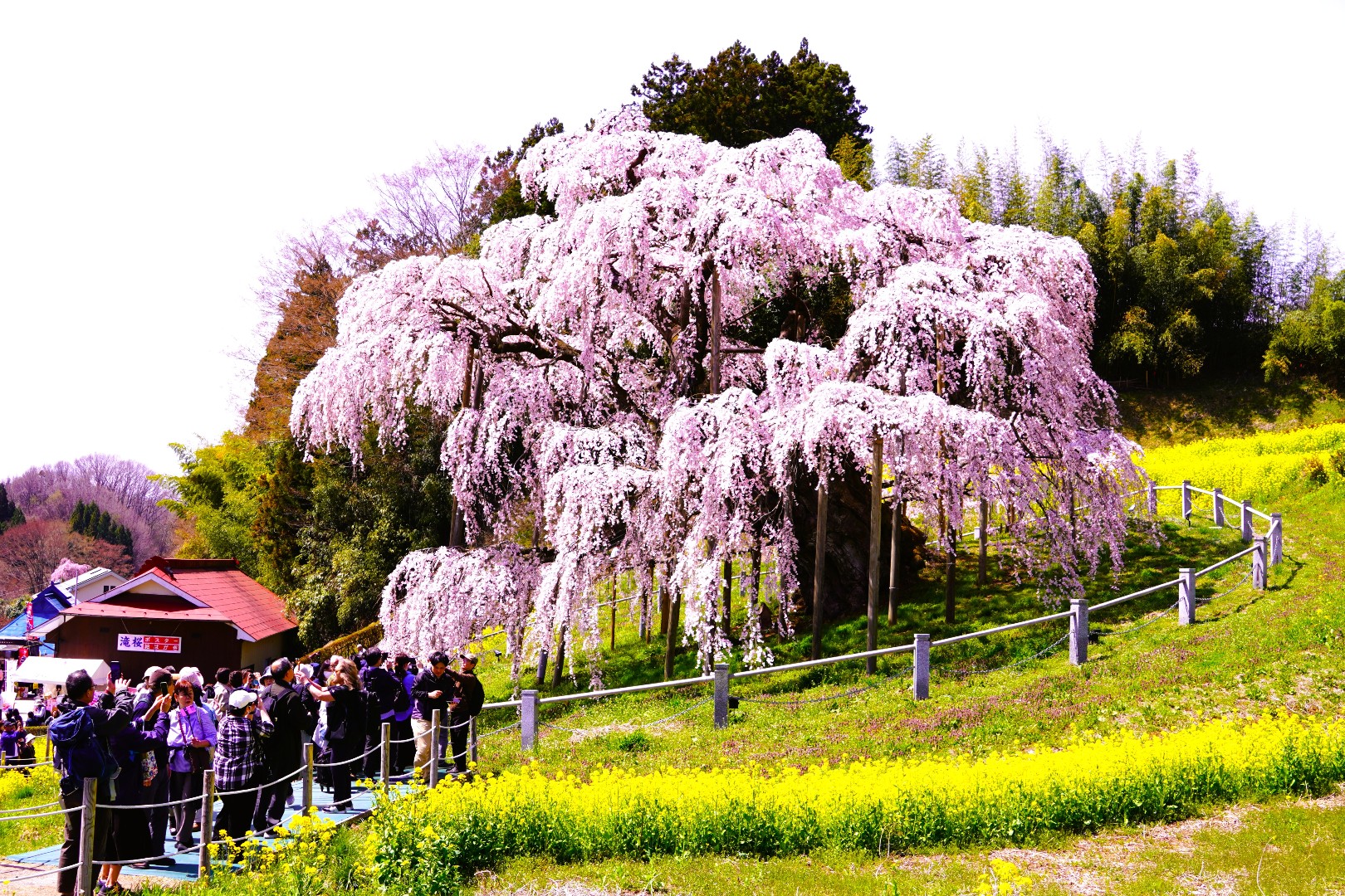 天然記念物、三春滝桜