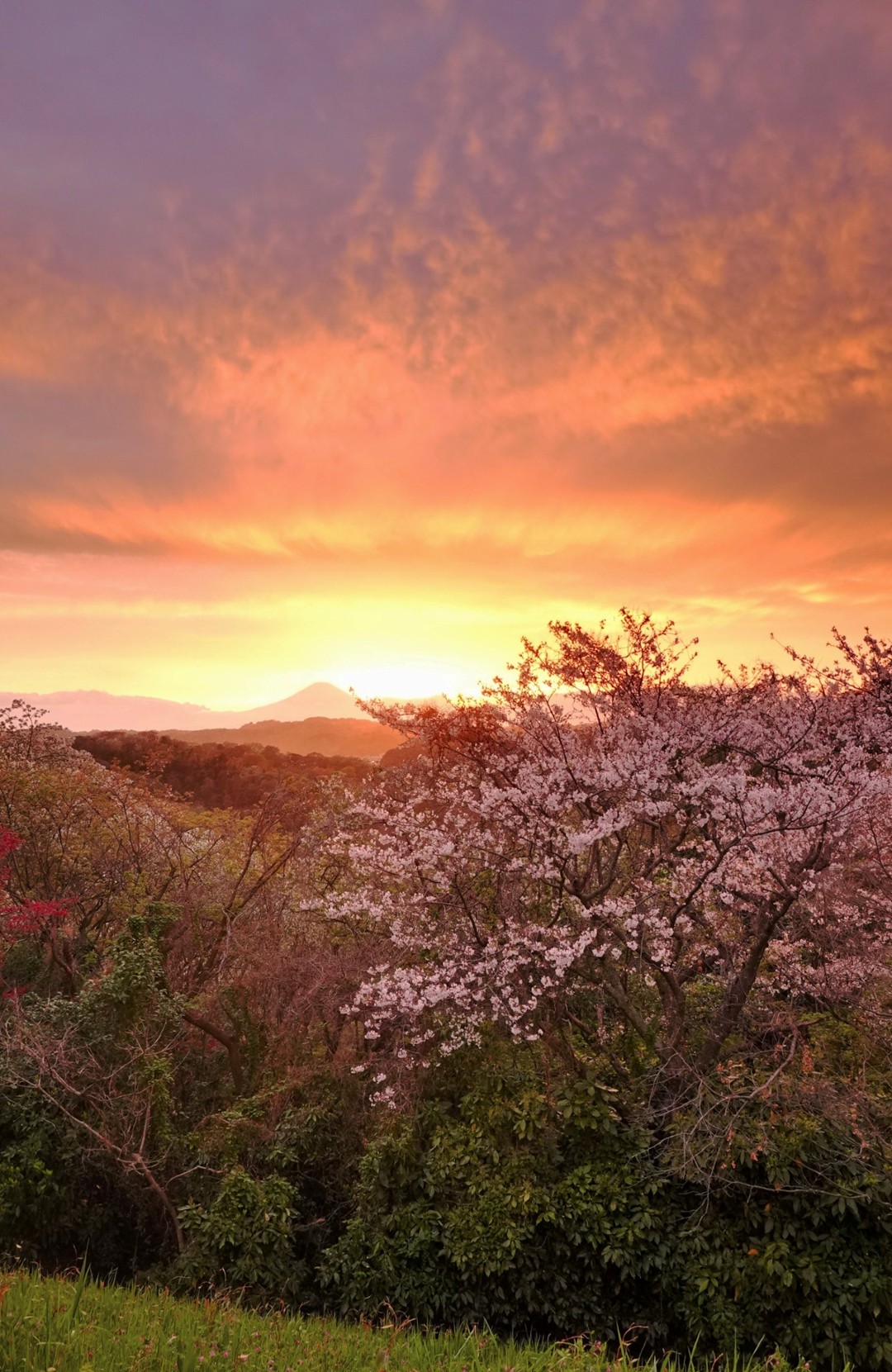 空に響く歌―光と富士と山桜Ⅲ