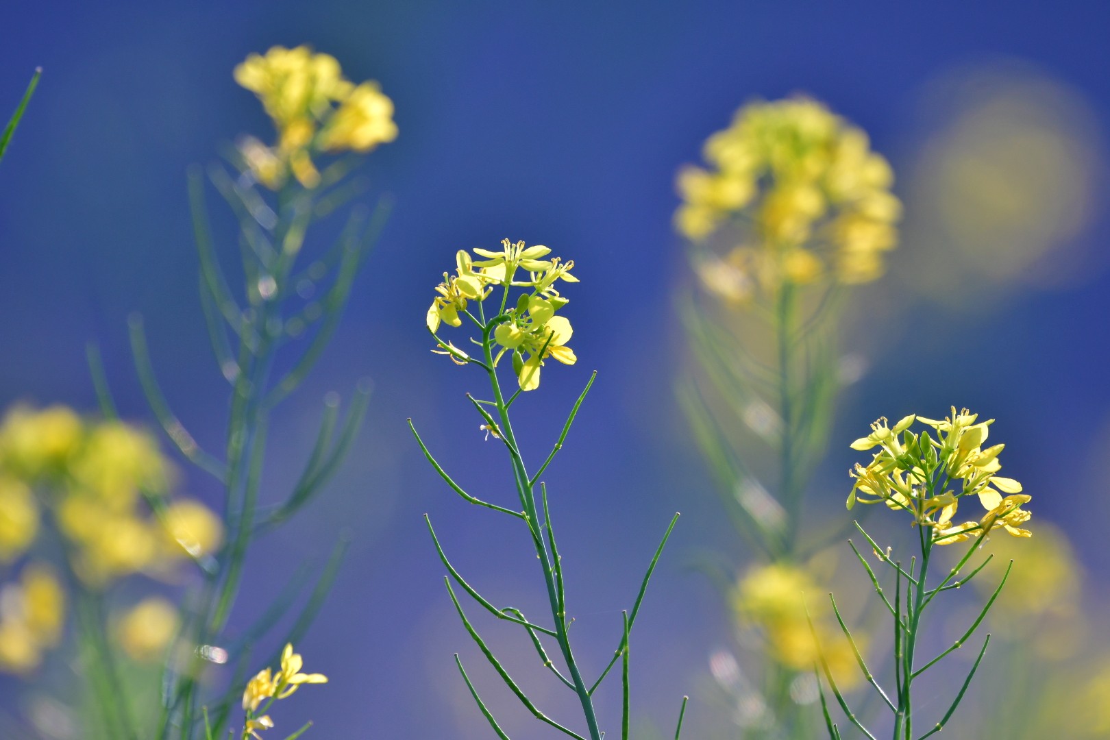 路傍の菜の花