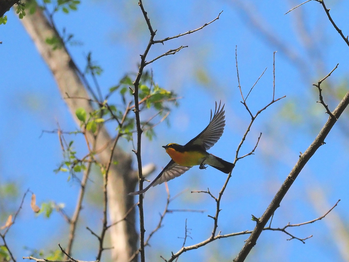 県鳥の舞