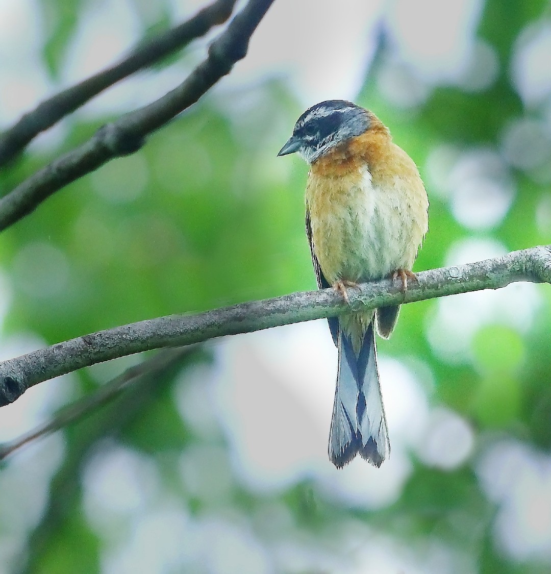 ホウジロ♂