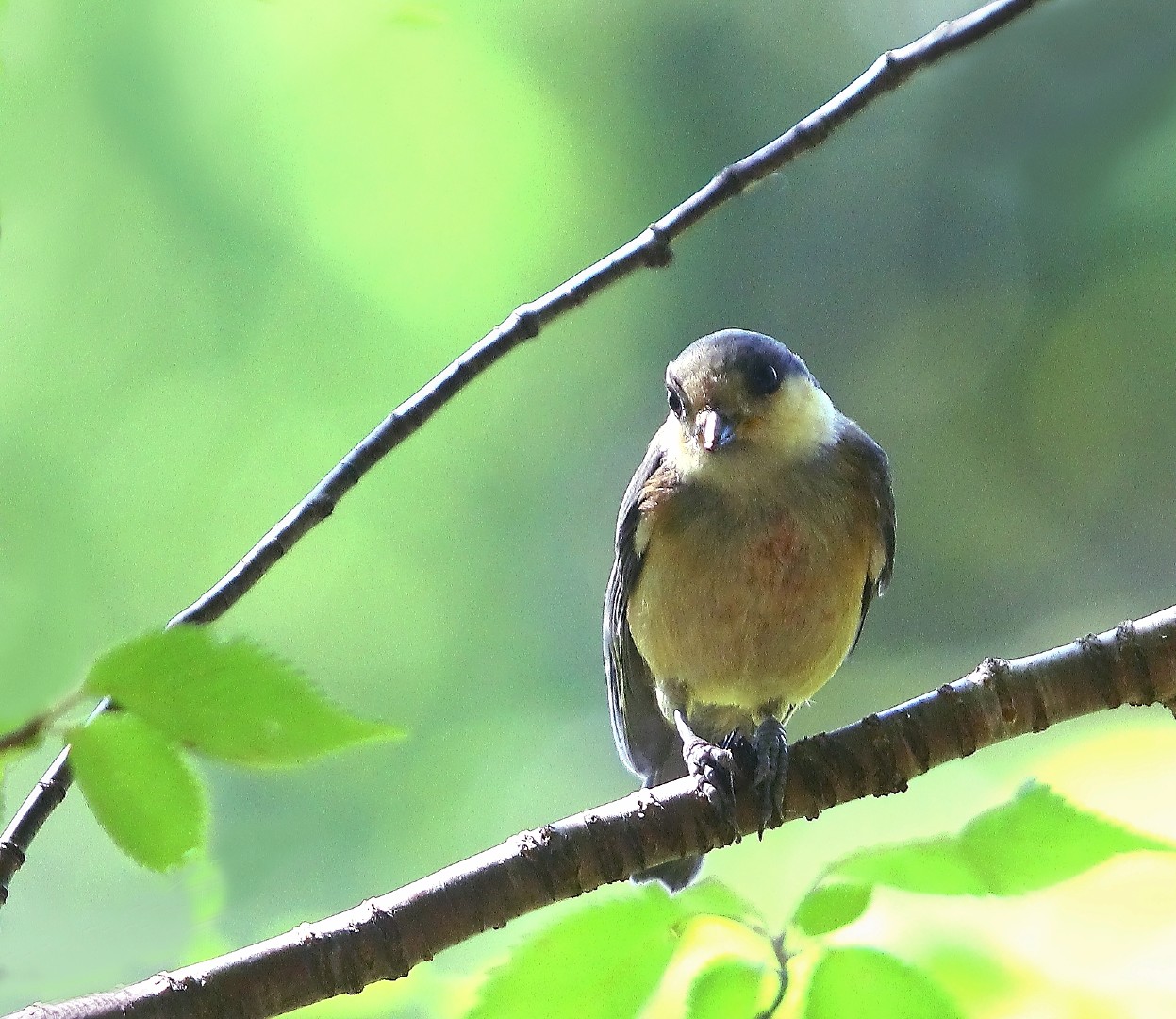 ヤマガラ幼鳥さん