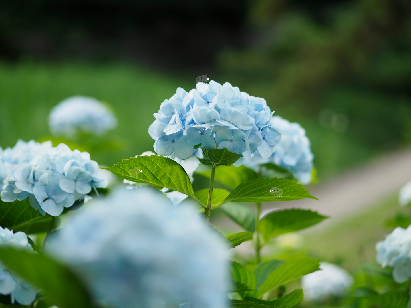 夕方ごろに見る紫陽花にはきっと。。。