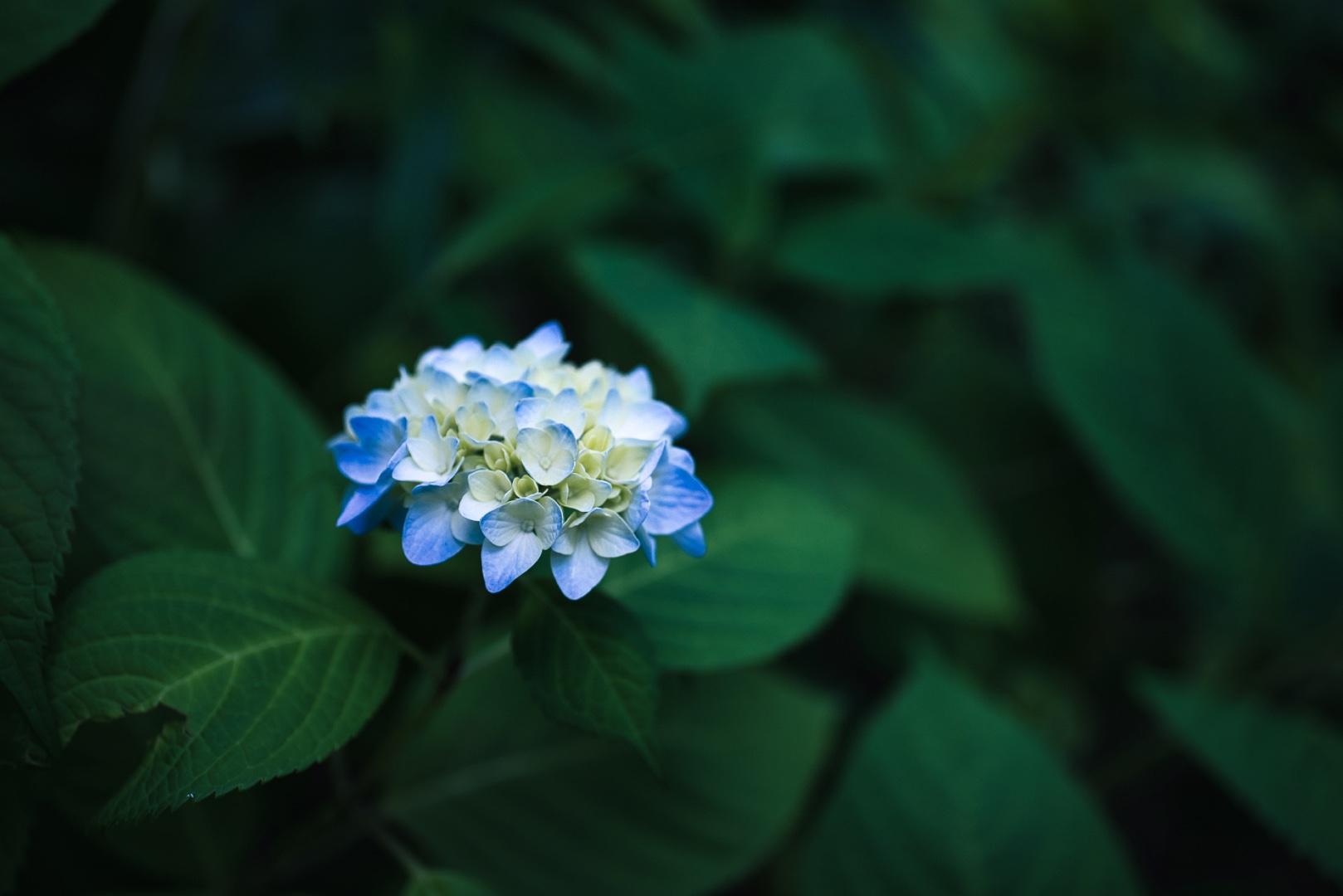 紫陽花