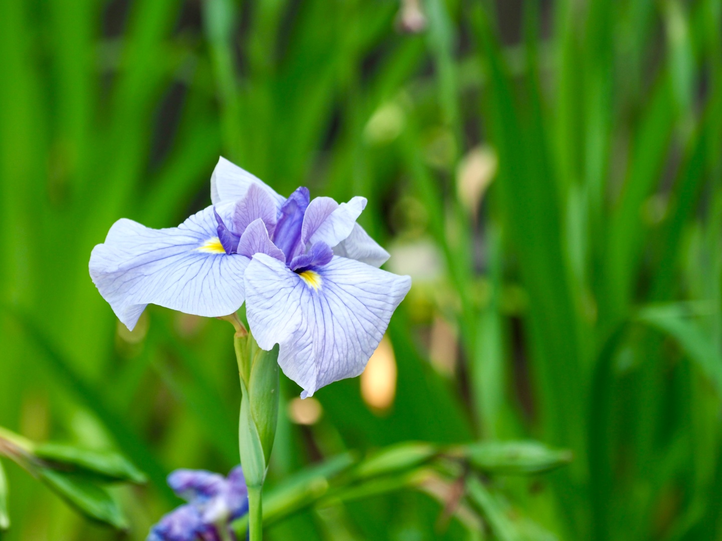花菖蒲