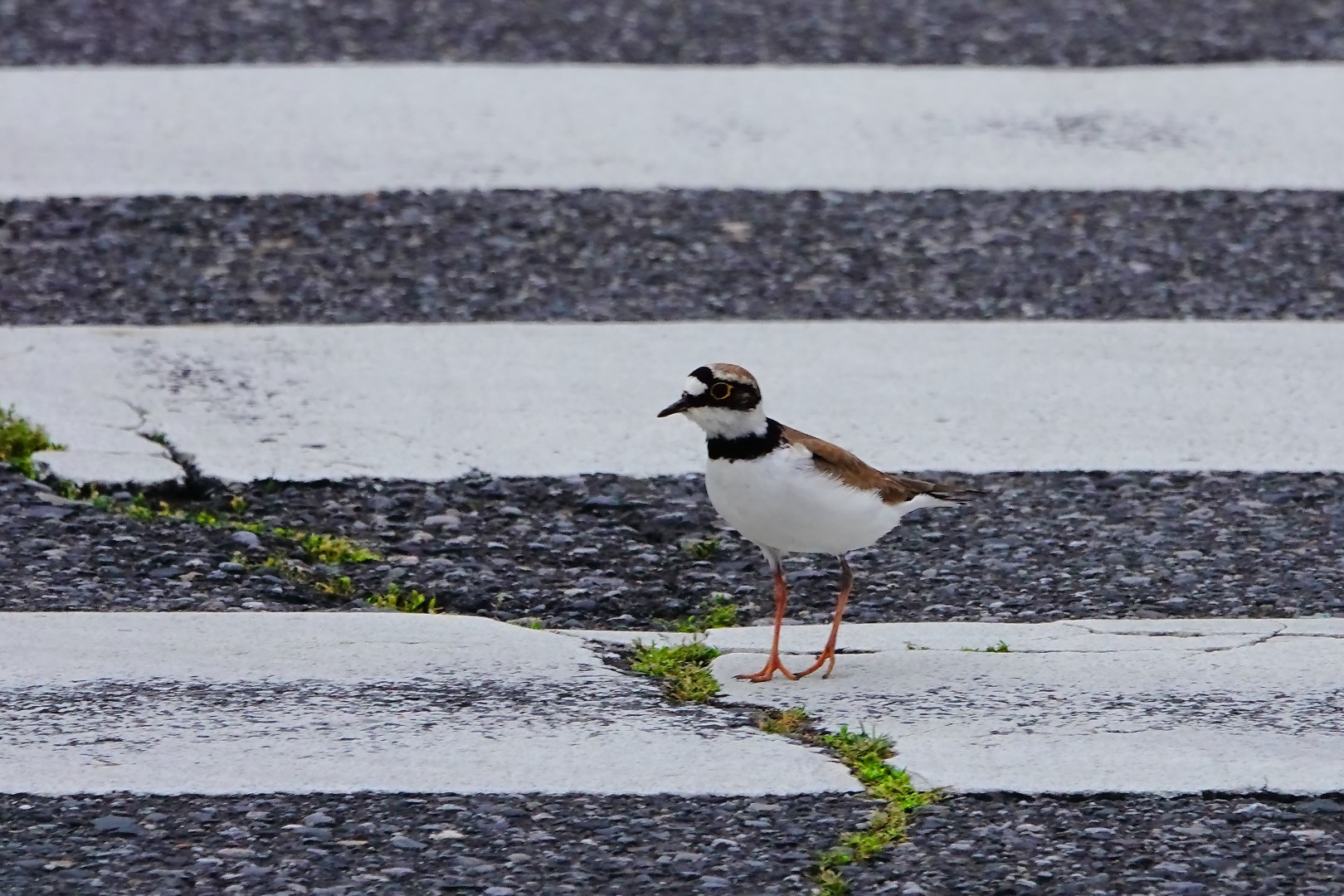 車道で必死に雛を探すコチドリの親