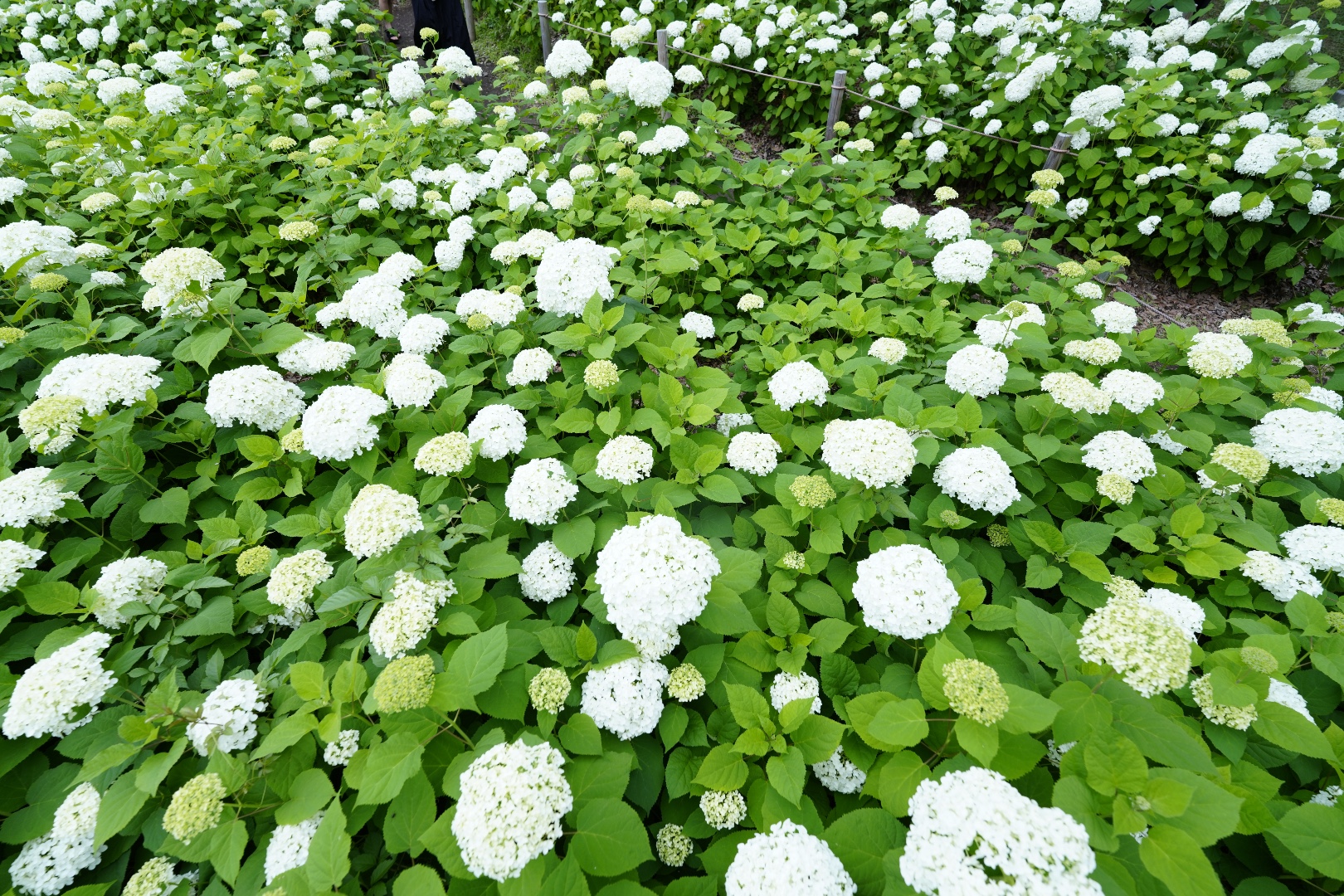 紫陽花 満開