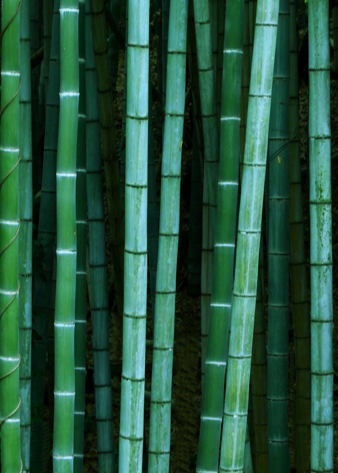 竹林