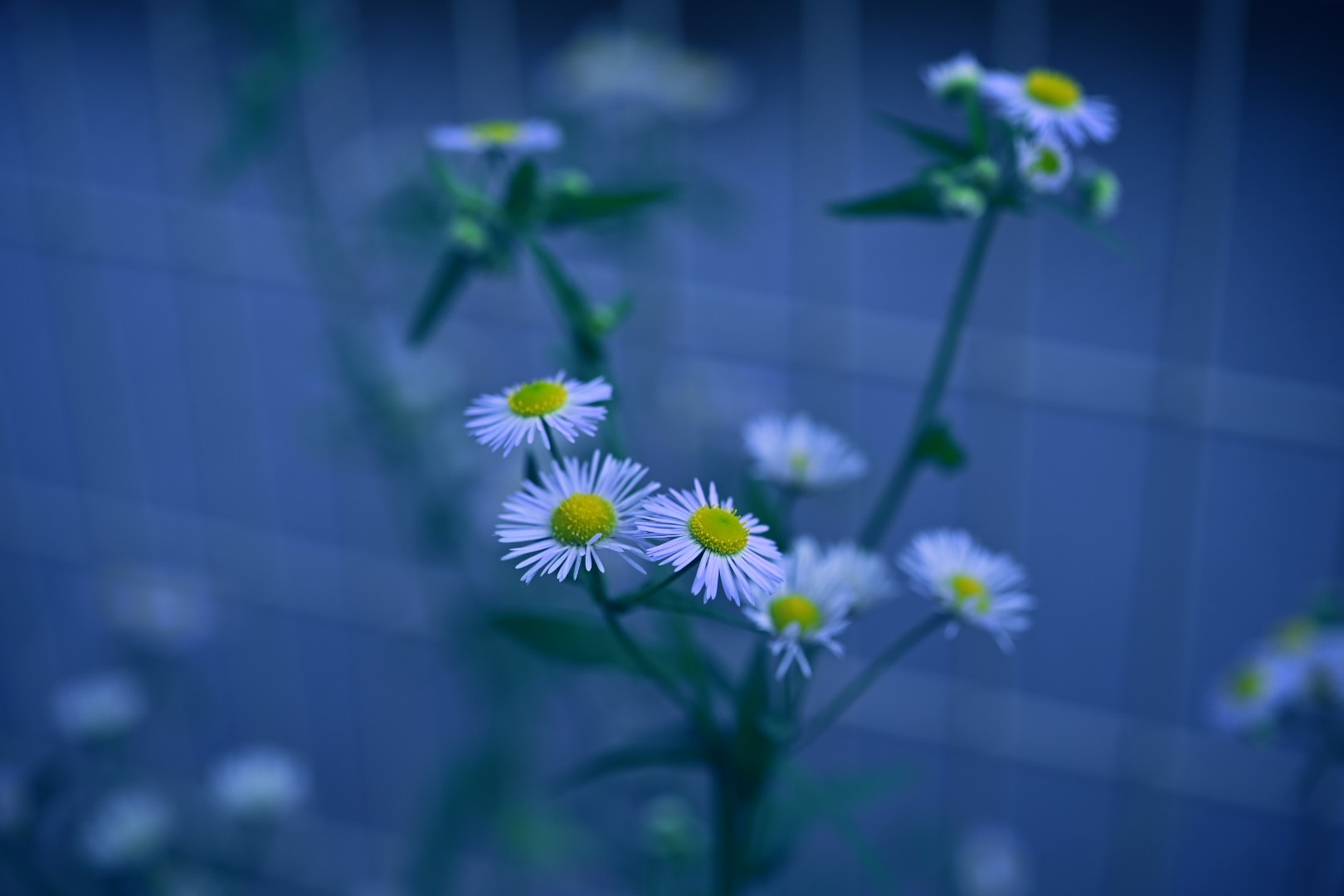 梅雨のハルジオン