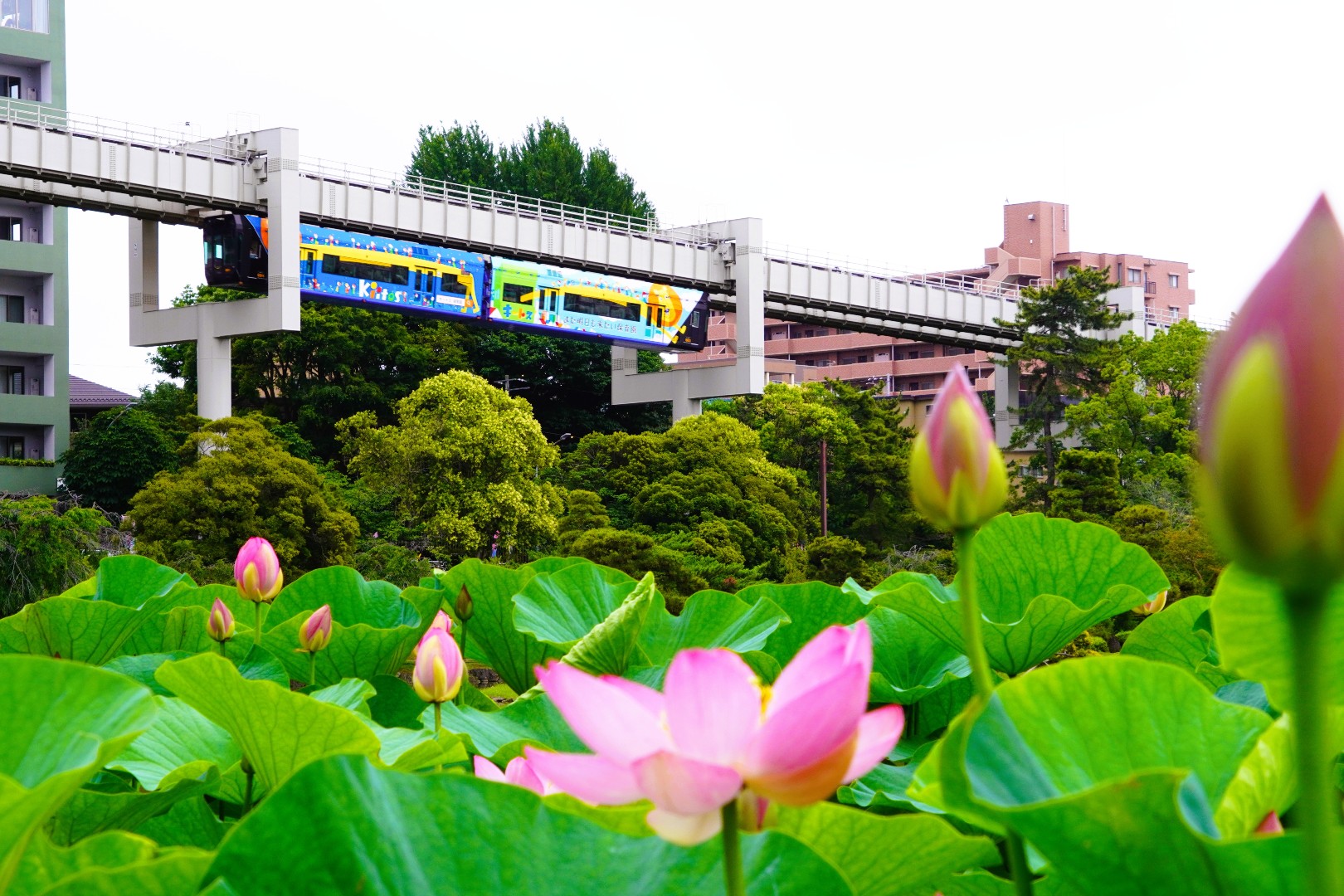 大賀ハスと
