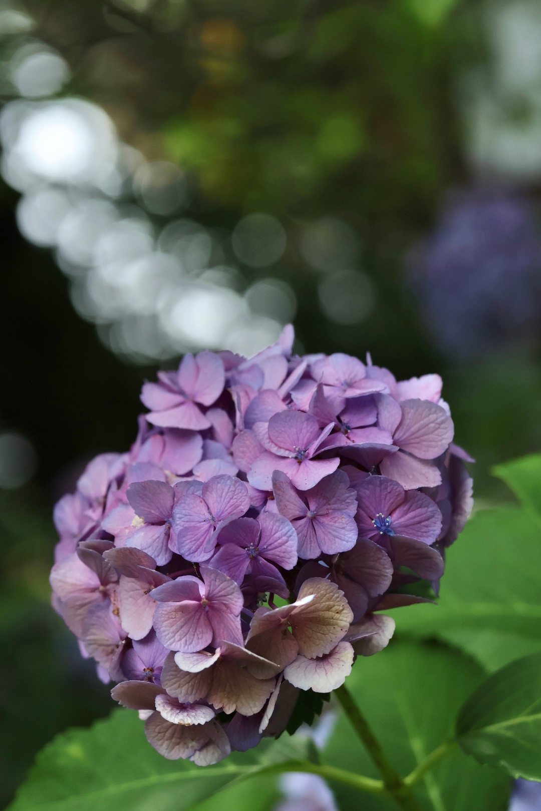 木漏れ日に咲く紫陽花