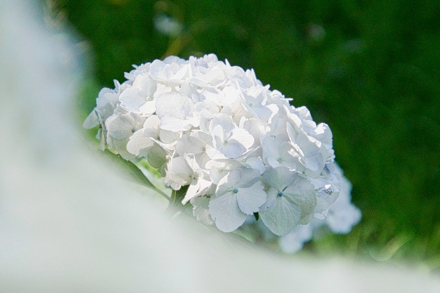 アジサイ/ 紫陽花