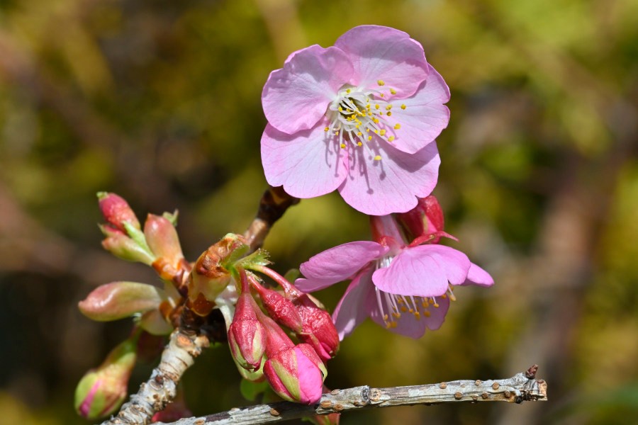 河津桜