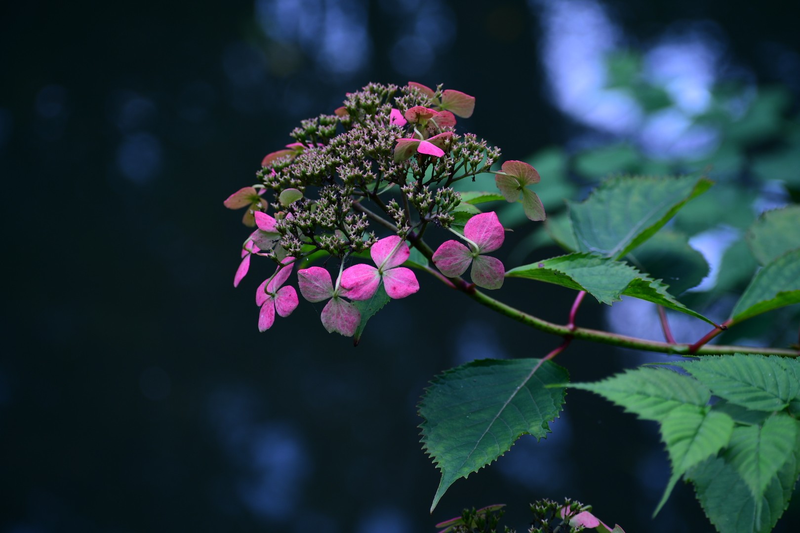 池の辺りの紫陽花