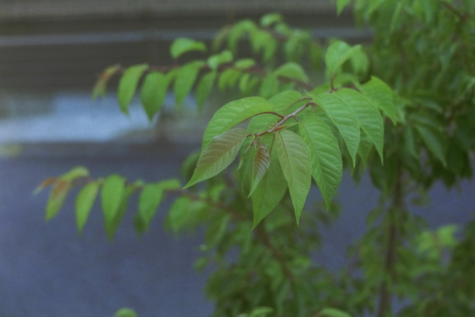 LEAF