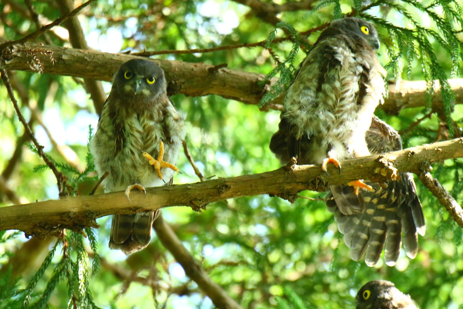 のんびりアオバズクの兄弟②