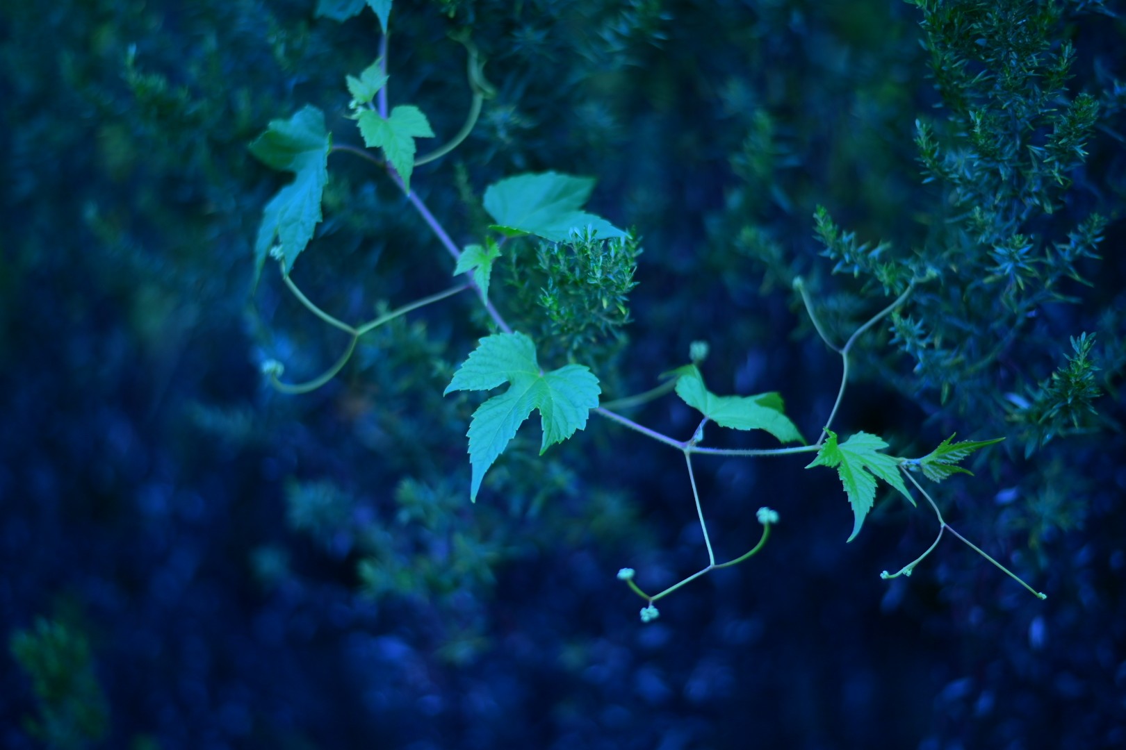 LEAF