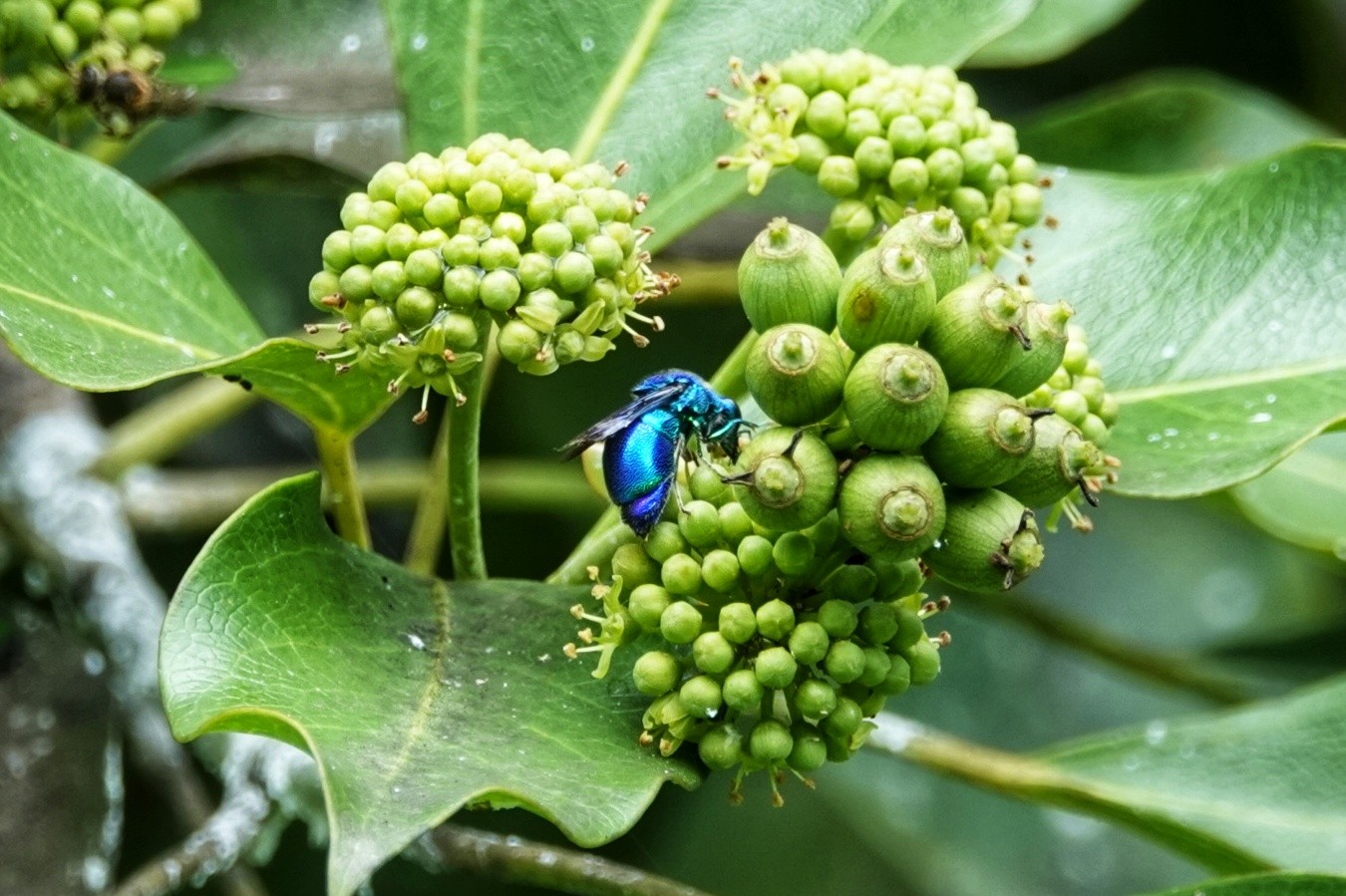 やっと来たね宝石蜂!