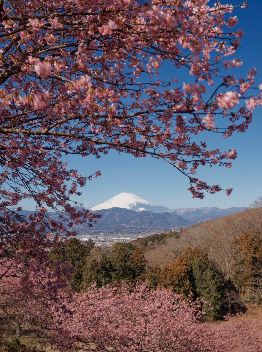 桜と富士山