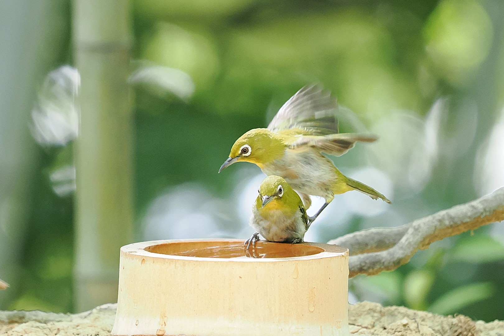 押すな!絶対押すなよ!
