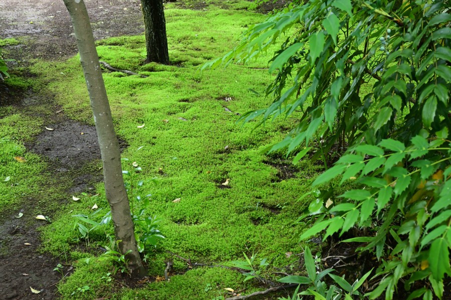 鎌倉 明月院にて