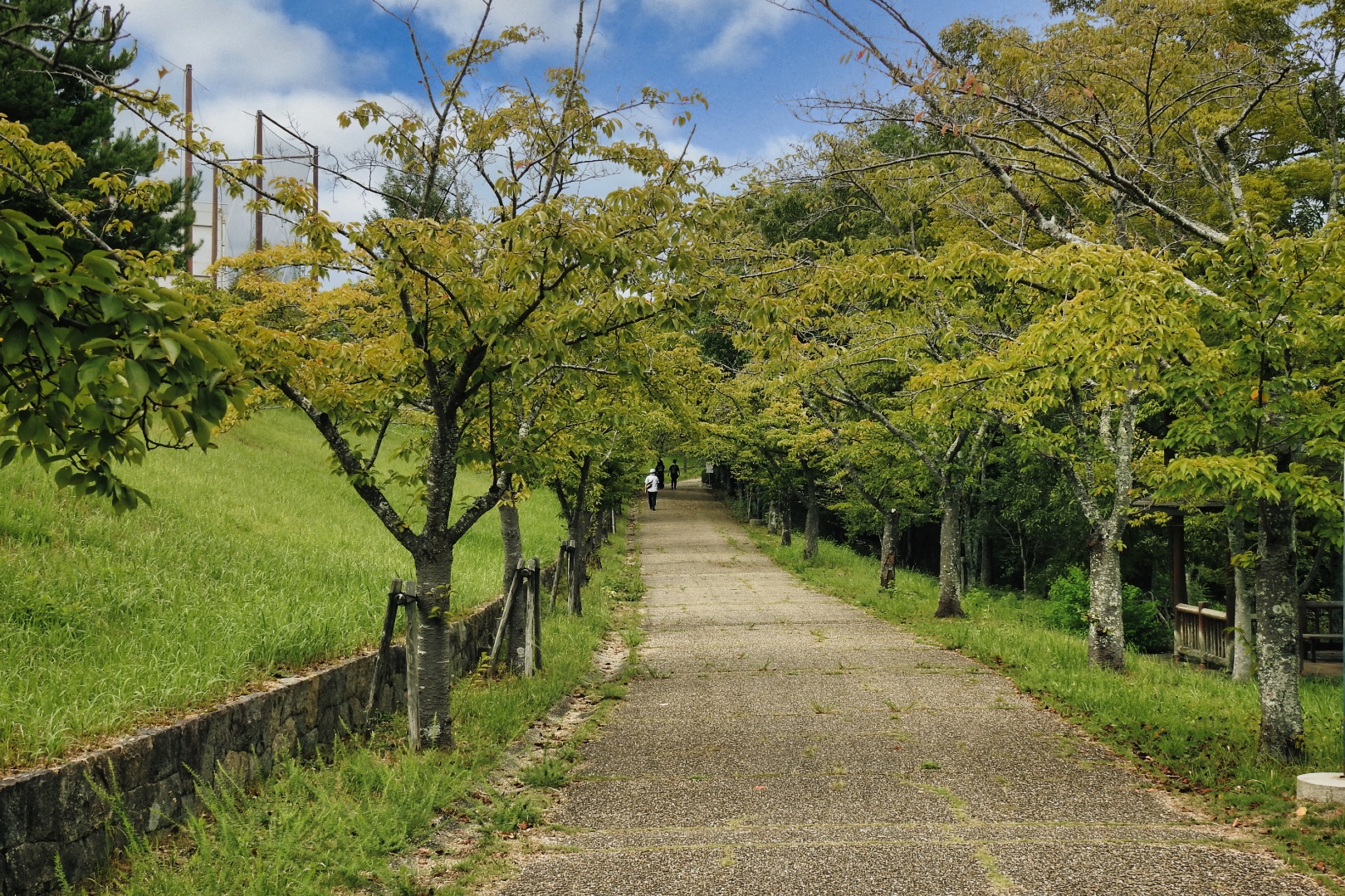 夏の散歩道