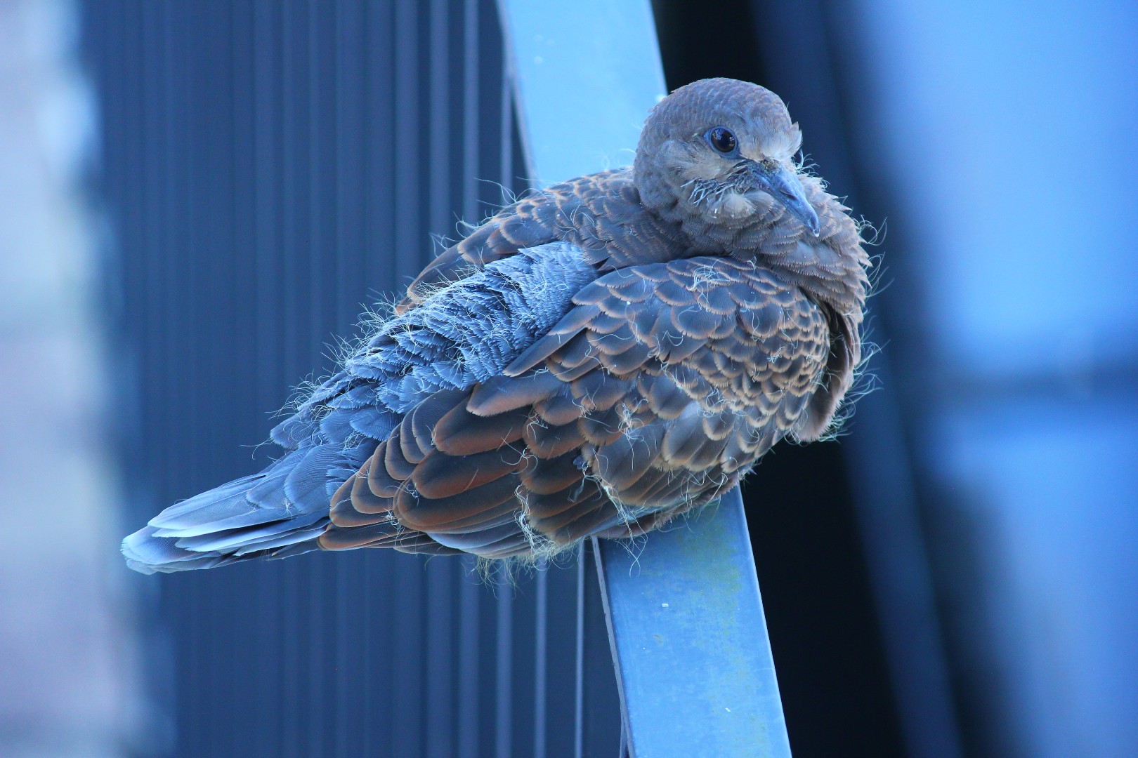 親鳥待つキジバトの子