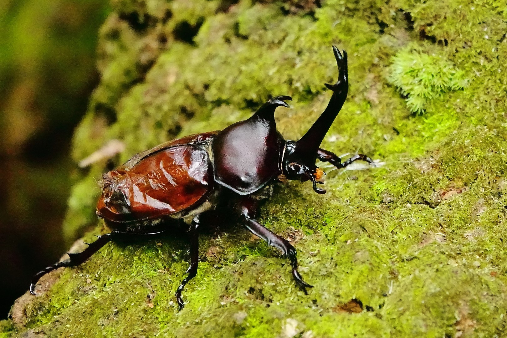羽化不全のカブトムシ