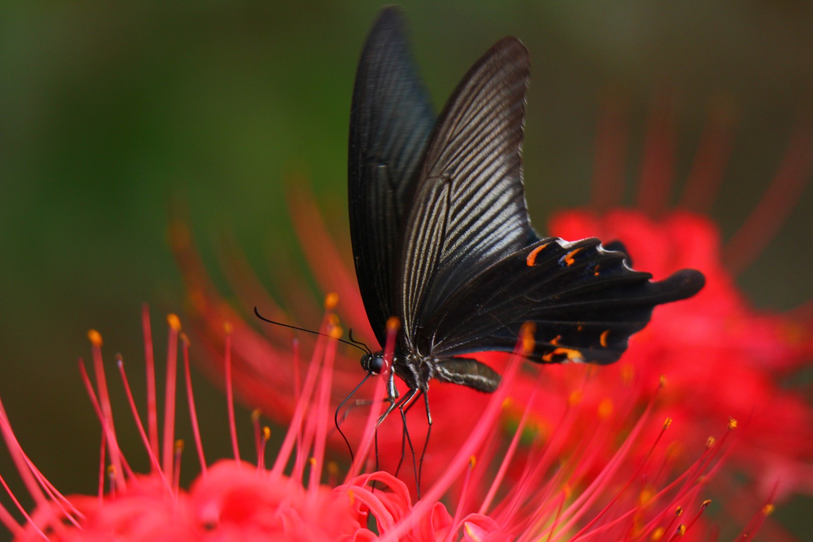 Black & Red