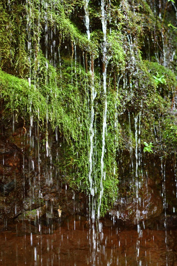 崖から滴り天水