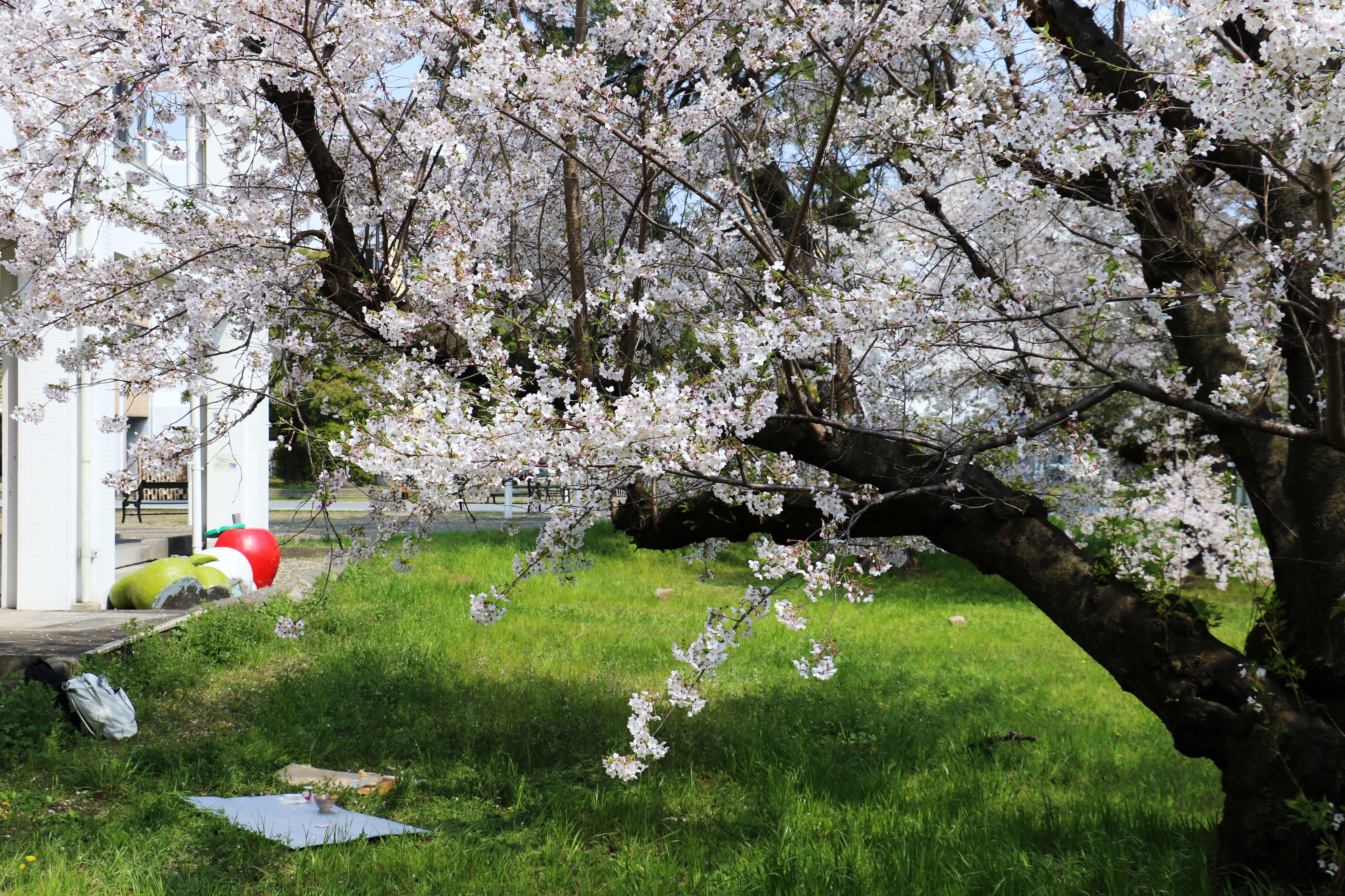 散り行く桜を惜しみつつ・・ – SGギャラリー