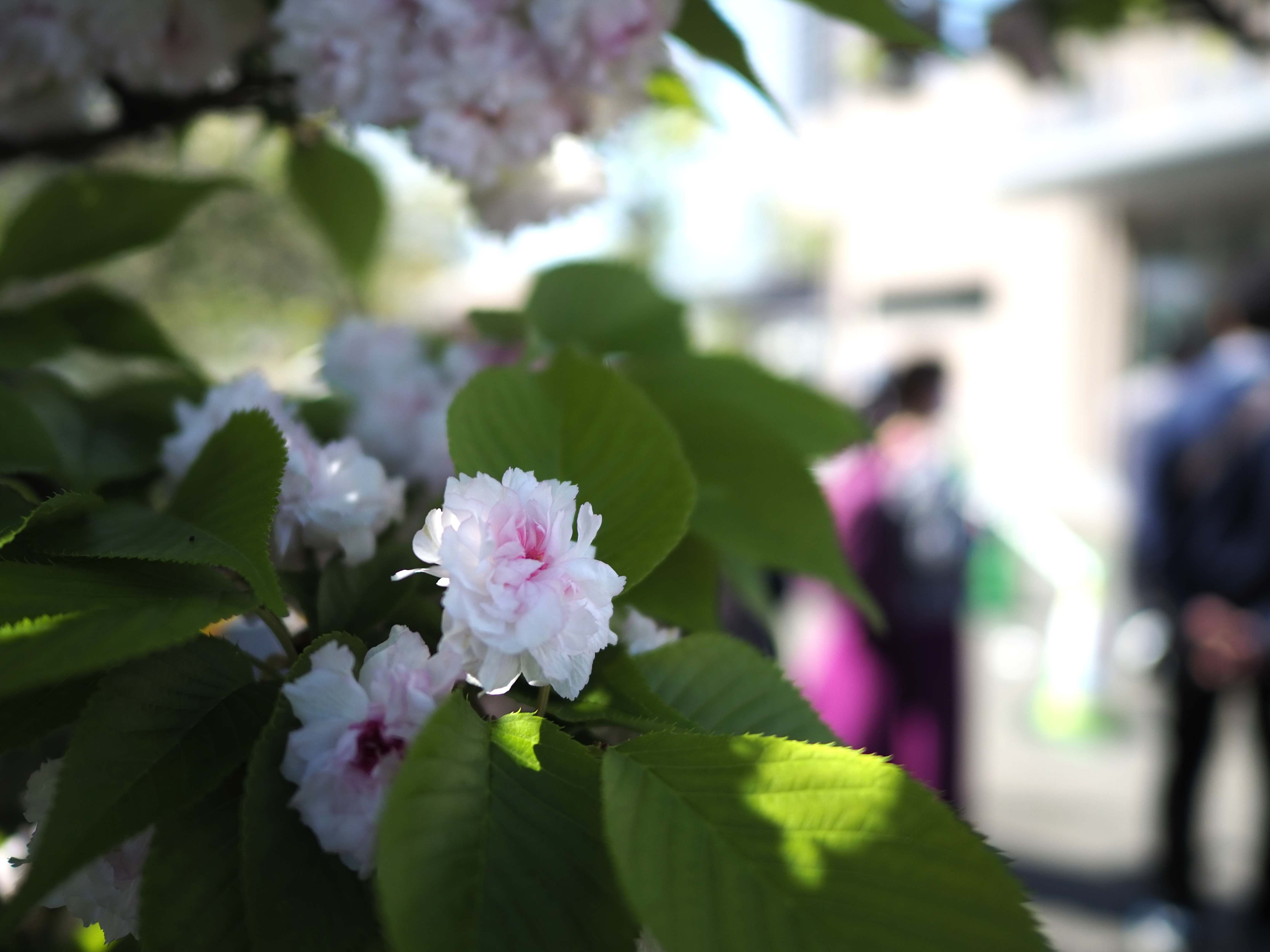 ミントショップの傍らに咲く兼六園菊桜。 – SGギャラリー